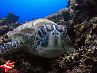 Zeeschildpad tussen het koraalrif in helderblauw water tijdens de Route Kalimantan.