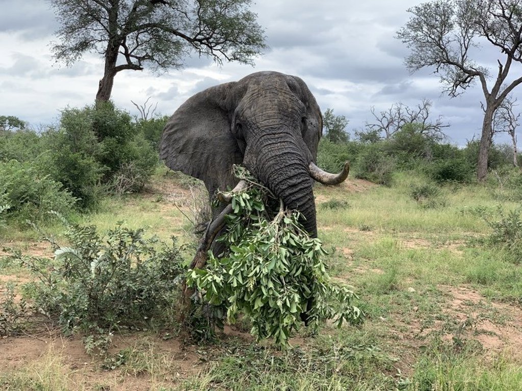 Olifant in Zuid-Afrika tijdens premium groepsrondreis, tussen bomen in de savanne.