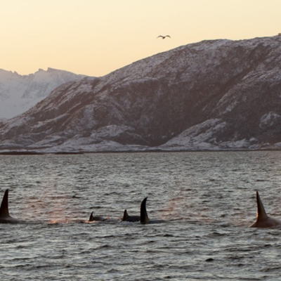 Orka’s zwemmen voor de besneeuwde bergen van Noorwegen tijdens een zeilreis met de Antigua.