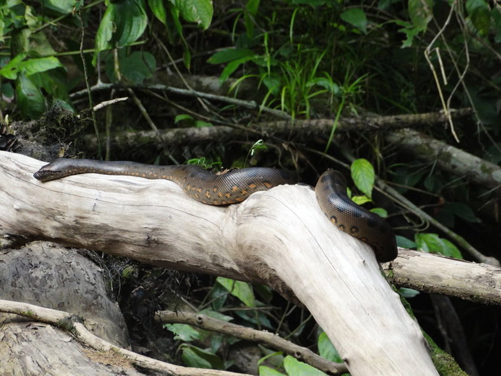 Anaconda op een boomstam in het regenwoud van Ecuador.