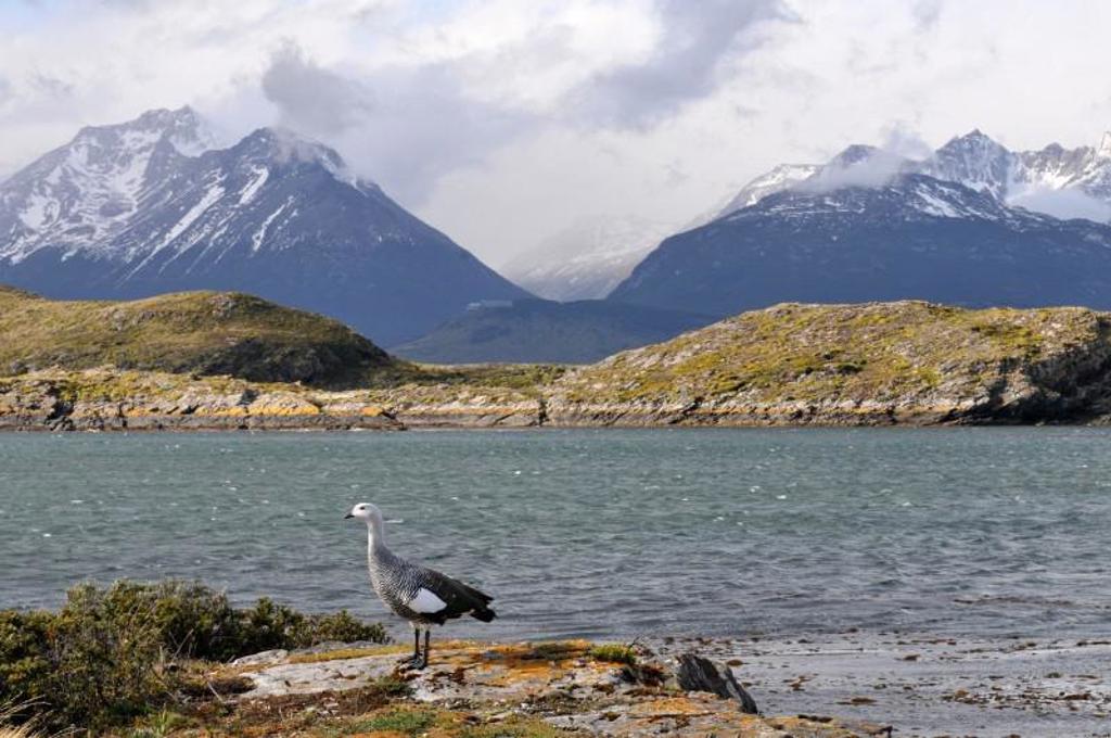 Gans aan de oever van een Patagonisch meer met besneeuwde bergen op de achtergrond.