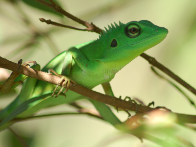 Groene hagedis op een tak in het regenwoud van Kalimantan tijdens de route Kalimantan.