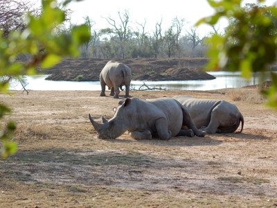 Witte neushoorns bij een waterpoel tijdens de Route Zuid-Afrika.