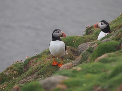 Papegaaiduikers op een met mos begroeide klif langs de route Aberdeen naar Spitsbergen.