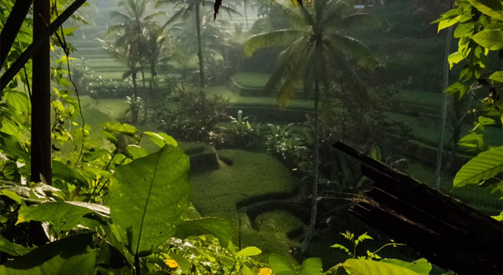 Groene rijstterrassen met palmbomen in Indonesië, gezien door tropisch bladerdak in zacht ochtendlicht.