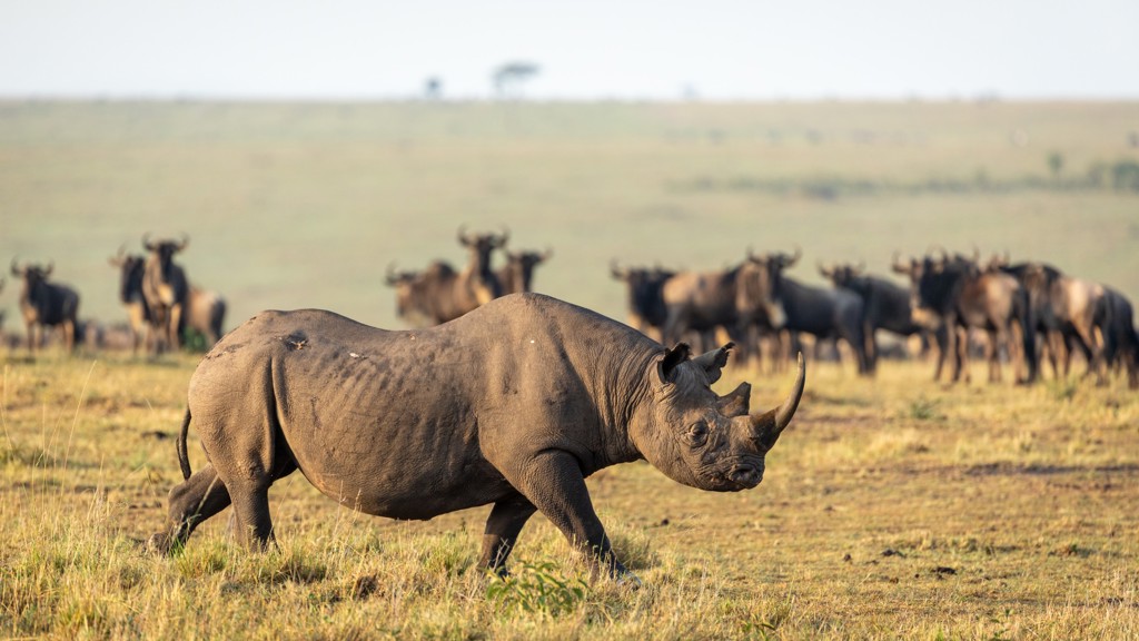 Neushoorn op de savanne tijdens familiereis Kenia en Tanzania, met gnoes op de achtergrond.