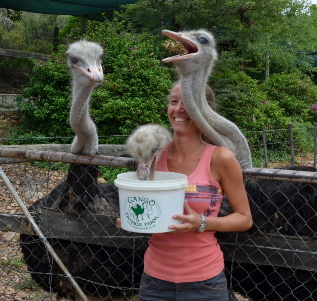 Bezoeker voert struisvogels op bij Cango Ostrich Farm tijdens groepsrondreis Zuid-Afrika, eSwatini en Lesotho.