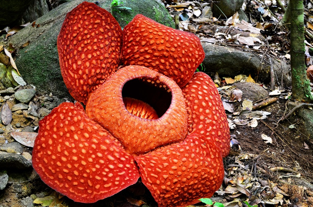 Rafflesia-bloem in het regenwoud van Maleisisch Borneo tijdens een familiereis.