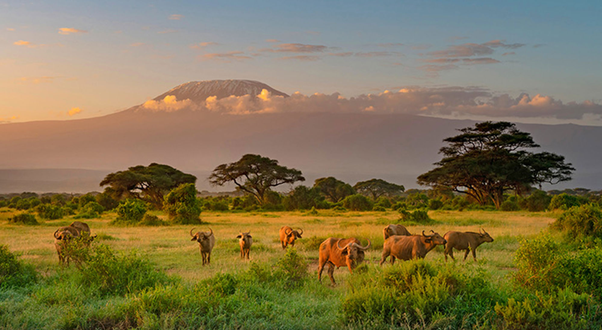 Ochtendgloed bij Kilimanjaro in Amboseli National Park Buffels op de savanne met acaciabomen en de Kilimanjaro op de achtergrond in Kenia.