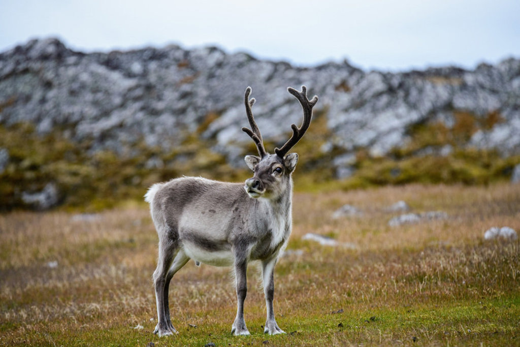 Rendier met gewei op de tundra van Spitsbergen, met rotsachtige heuvels op de achtergrond.