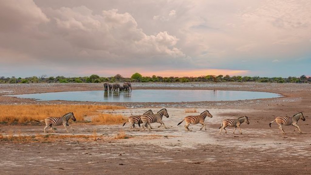 Groepsreis 22-35ers door Namibië: safari met giraffen in de savanne.