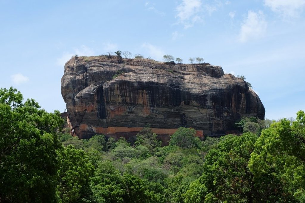 Olifantenkudde in het groen tijdens familiereis Sri Lanka en Malediven.