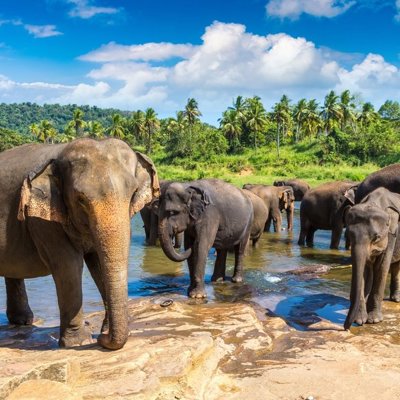 Tropisch strand met palmbomen en helderblauw water tijdens groepsrondreis Sri Lanka en Malediven.