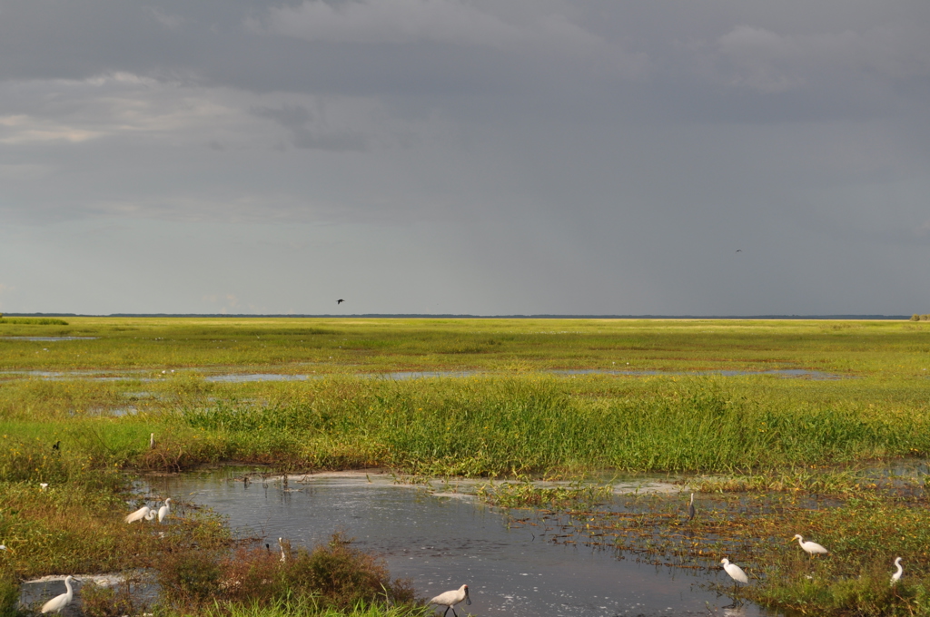 Watervogels in een uitgestrekt moeraslandschap in Noord-Australië tijdens een groepsrondreis.
