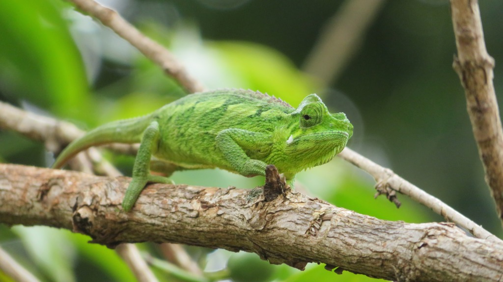 Groene savanne met acaciabomen in Oeganda tijdens een groepsrondreis.