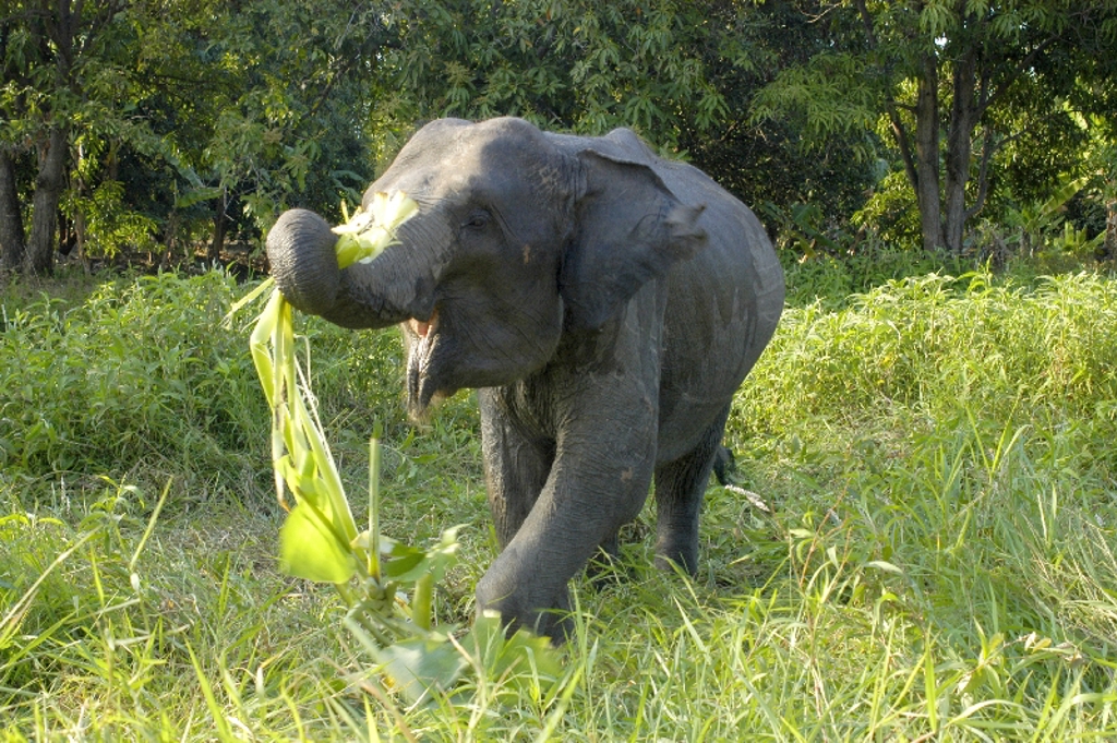 Olifant in het bos tijdens familiereis Thailand Noord en Zuid.