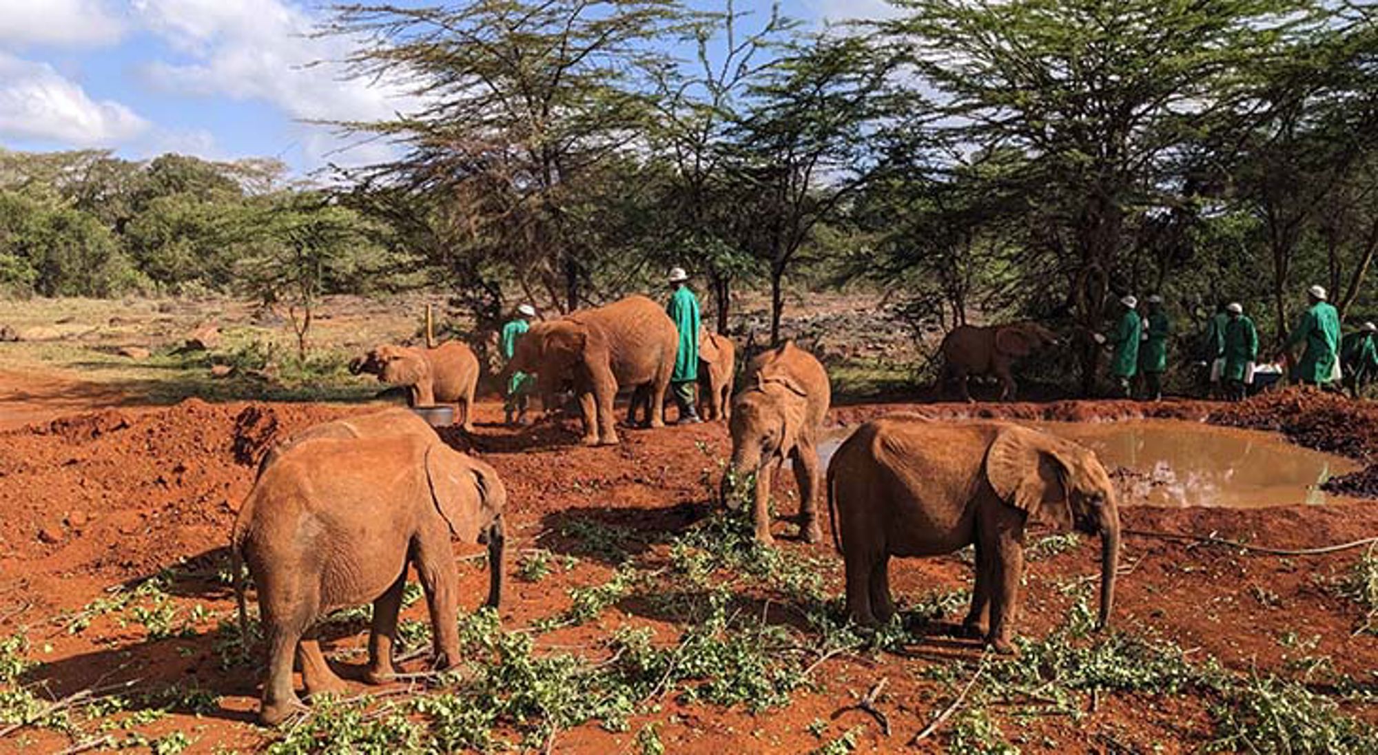 Olifanten tussen acaciabomen op de savanne in Kenia.