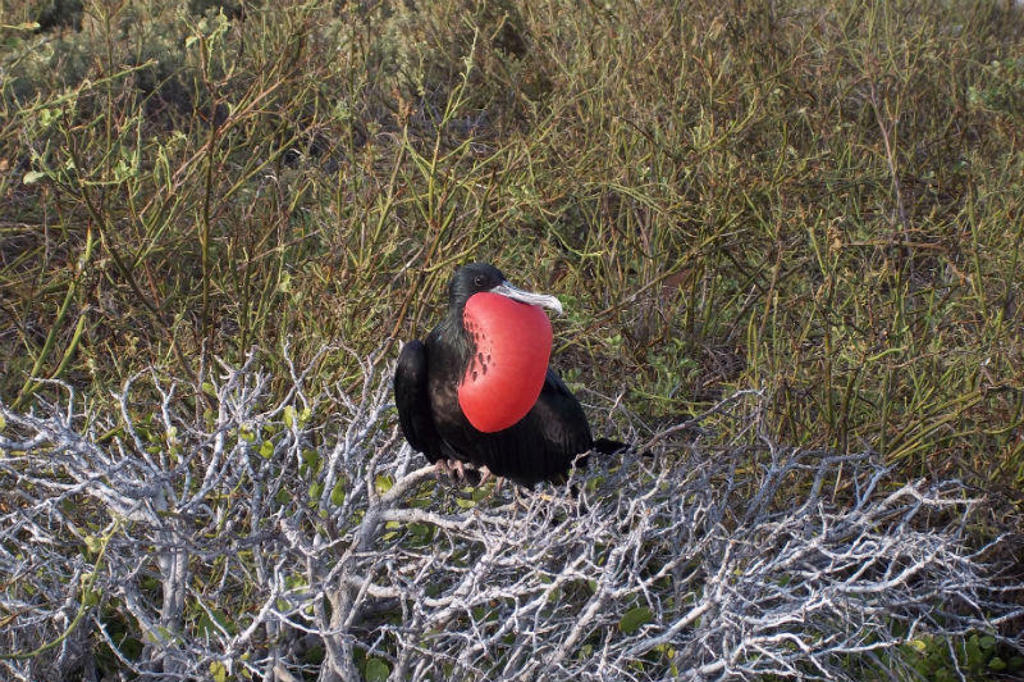 Fregatvogel met opgeblazen rode keelzak op de Galapagos-eilanden, Ecuador.