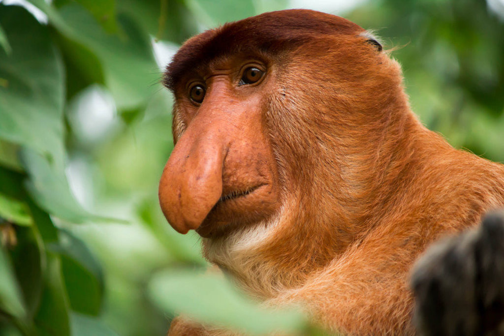 Neusaap (proboscis monkey) in het regenwoud van Maleisisch Borneo.
