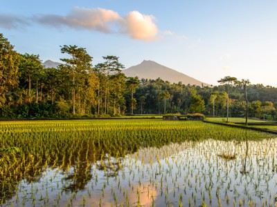 Rijstvelden op Bali met vulkaan Gunung Agung op de achtergrond bij zonsondergang.