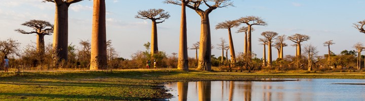 Baobabbomen langs de Avenue Of The Baobabs in Madagascar, weerspiegeld in een waterplas bij zonsondergang.