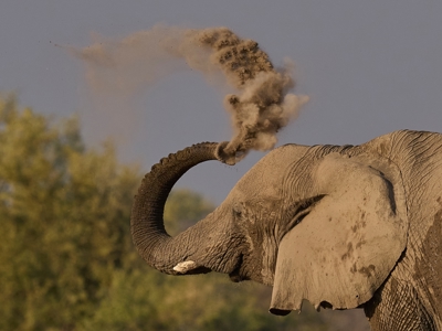 Olifant blaast stof omhoog met zijn slurf tijdens safari in Kenia of Tanzania.