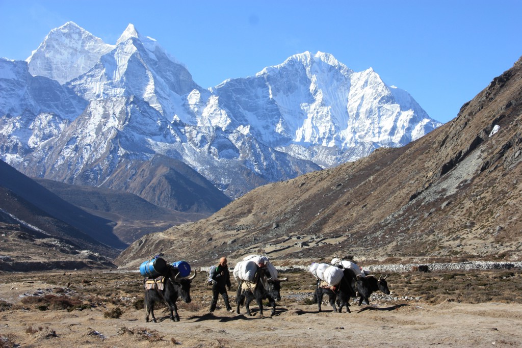 Pakdieren met bepakking tijdens Everest-trektocht in Nepal, met besneeuwde Himalaya op de achtergrond.