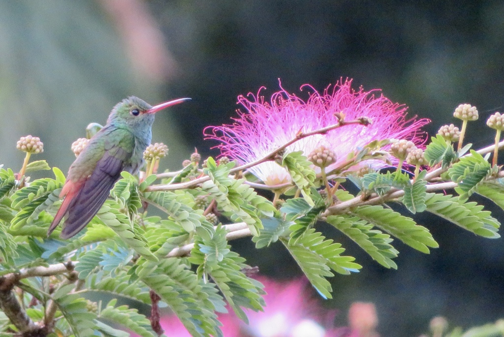 Kolibrie op een tak bij een roze bloem in het regenwoud van Costa Rica.