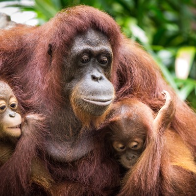 Orang-oetanmoeder met twee jongen in het regenwoud van Borneo, tijdens de groepsrondreis West-Maleisië & Borneo.
