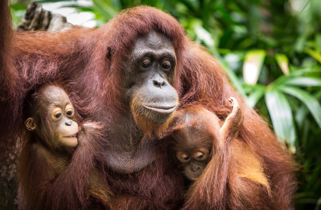 Orang-oetanmoeder met twee jongen in het regenwoud van Borneo, tijdens de groepsrondreis West-Maleisië & Borneo.