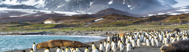 Koningspinguïns en zeeolifanten op een strand bij de Falkland Eilanden, met bergen op de achtergrond.