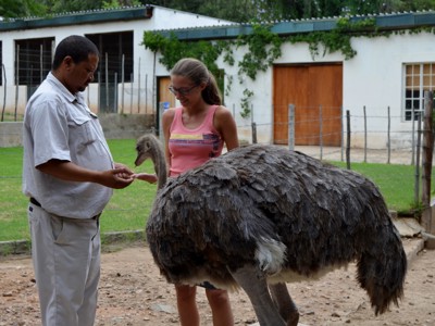 Bezoeker voert een struisvogel op een struisvogelboerderij tijdens de route Kaapstad - Johannesburg.