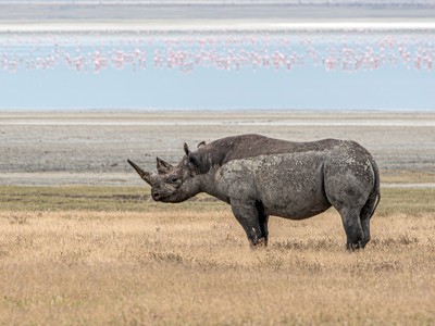 Neushoorn in de savanne bij Lake Nakuru, Kenia.
