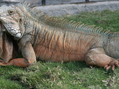 Landleguaan op de Galapagos-eilanden, liggend in het gras.