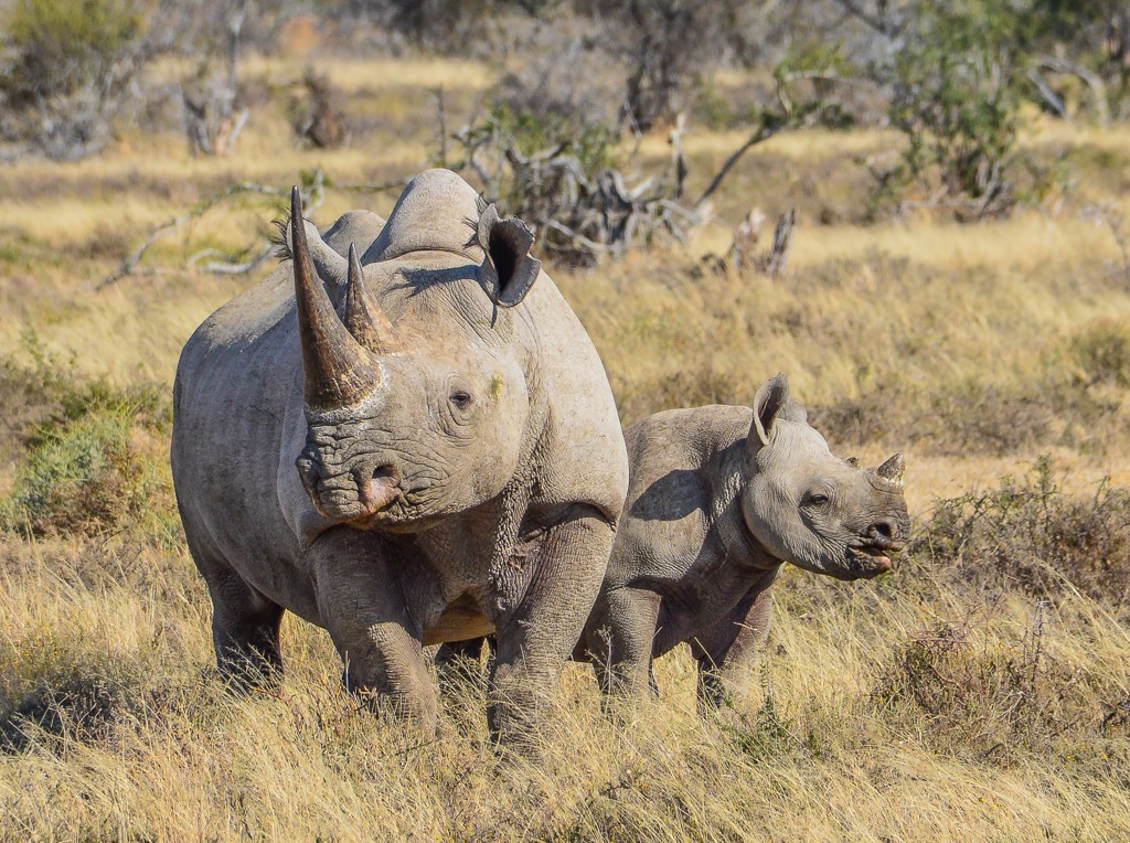 Neushoorn met jong in de savanne tijdens groepsrondreis Zuid-Afrika, eSwatini en Lesotho.
