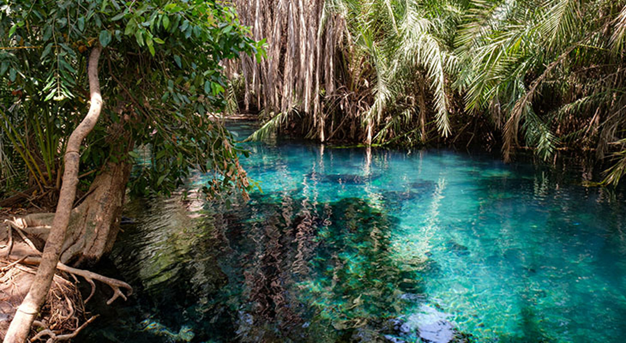 Turquoise zoetwaterbron in Tanzania, omringd door palmbomen en dicht tropisch groen.