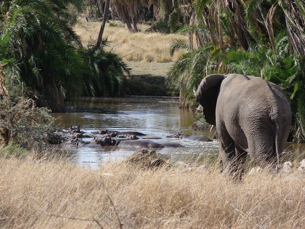 Olifant bij een rivier met nijlpaarden in Kenia tijdens groepsrondreis Kenia, Tanzania en Zanzibar.