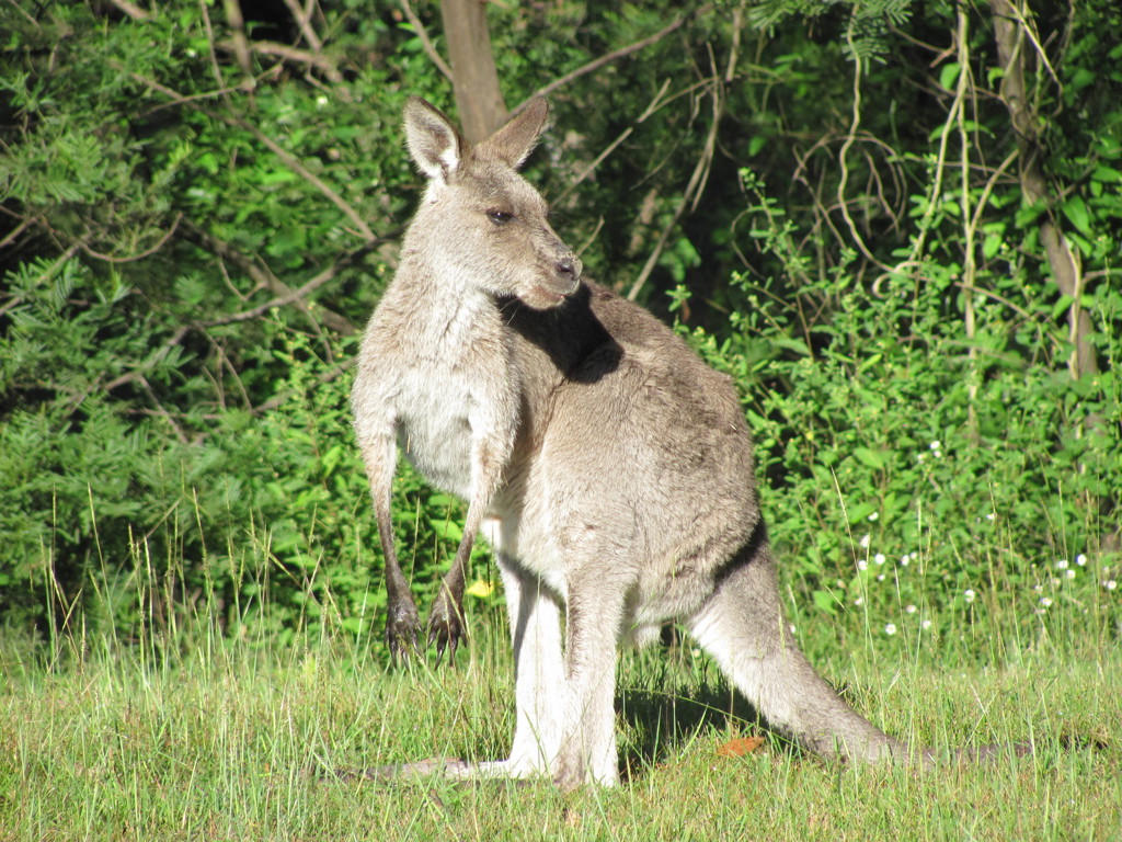 Kangoeroe in het gras in Australië tijdens een 22-35ers reis.