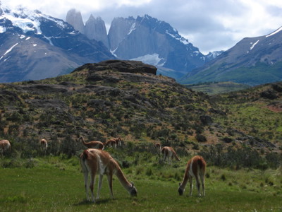 Guanaco’s grazen in Torres del Paine met de Torres-bergtoppen op de achtergrond, Route Patagonië.