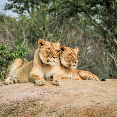 Twee leeuwinnen rusten op een rots in de natuur tijdens een groepsrondreis Noordelijk Zuid-Afrika en eSwatini.