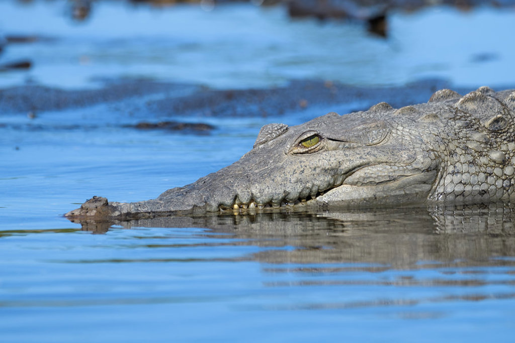 Krokodil ligt half onder water in een rivier in Costa Rica.