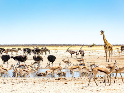 Giraffe, zebra’s, struisvogels en antilopen bij een waterplaats in Etosha National Park, Namibië.