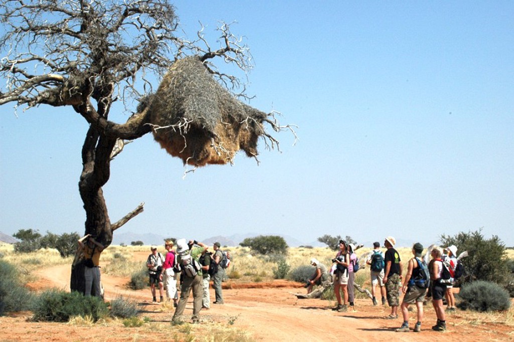 Groepsrondreis Namibië: reizigers bekijken een groot wevervogelnest in een boom langs een zandpad.