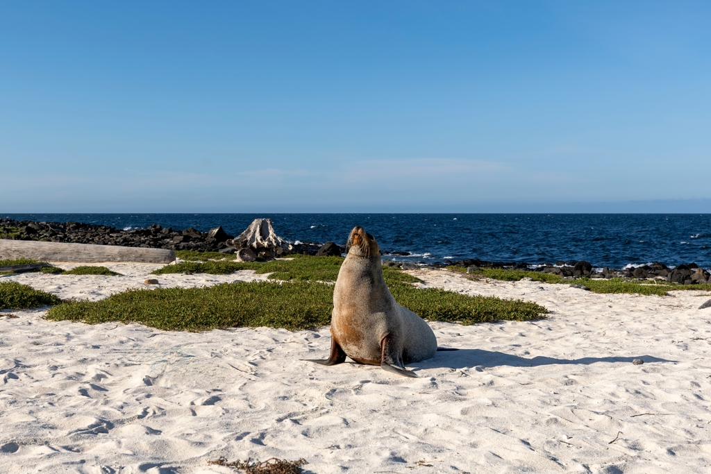 Zeeleeuw op het zandstrand aan de kust van de Galapagos-eilanden tijdens een familiereis Ecuador en Galapagos.