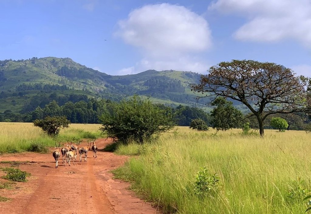Baobabboom in savannelandschap tijdens groepsrondreis Noordelijk Zuid-Afrika en eSwatini.