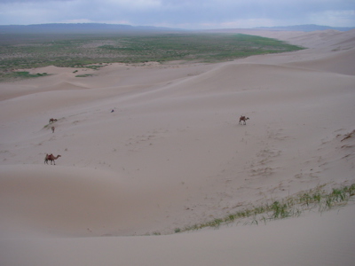 Zandduinen in de Gobiwoestijn in Mongolië met kamelen op de helling.