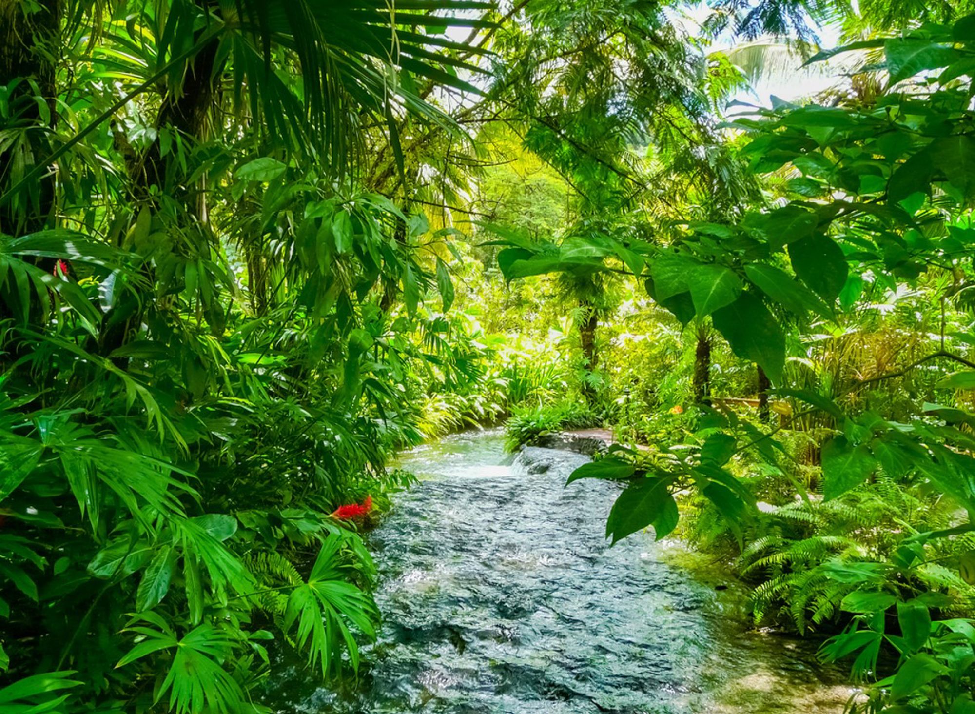 Tropisch regenwoud in Costa Rica met een heldere rivier tussen dicht groen bladerdek.