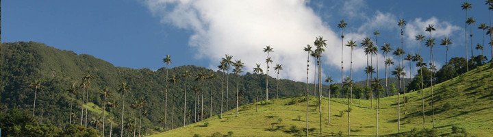 Groene heuvels met hoge waspalmen in de Cocoravallei, Colombia.