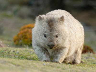 Wombat in het gras tijdens de reisroute van Sydney naar Darwin, Australië