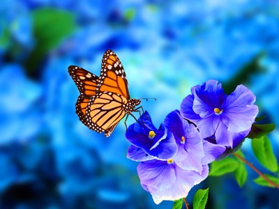 Oranje monarchvlinder op paarse bloemen tijdens de route Guatemala en Belize.